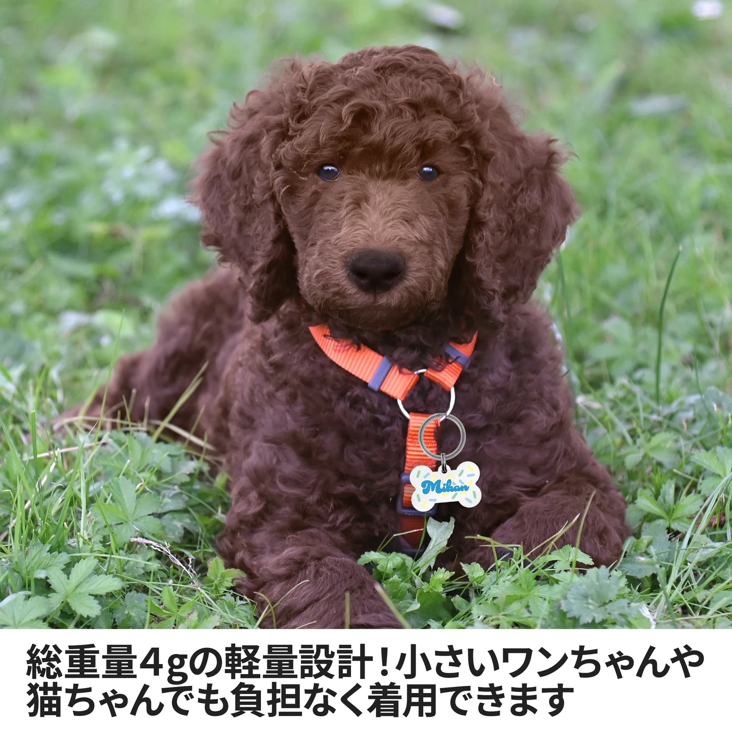 迷子札(チョコスプレー柄)